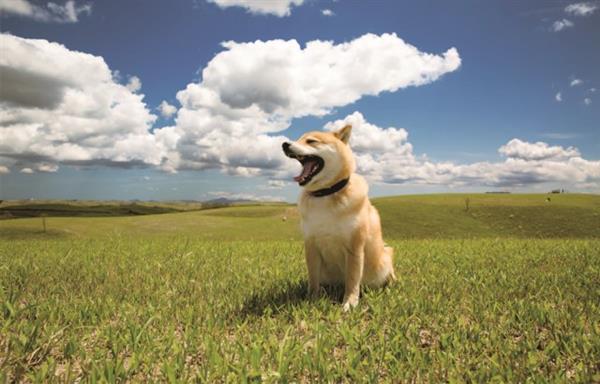 济南兽医学校带你认识柴犬